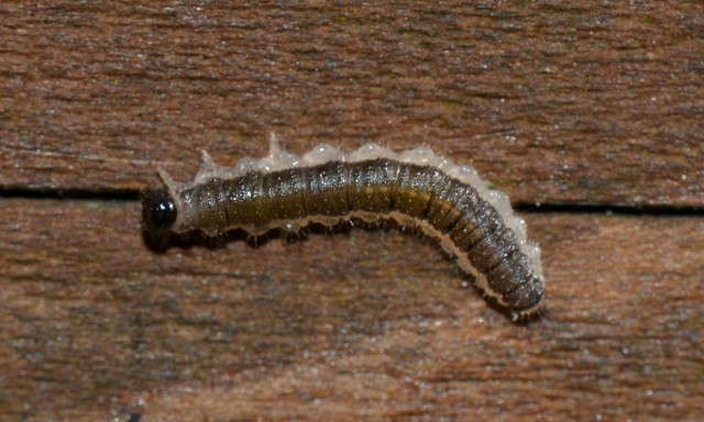 Larva di Tenthredinidae da id...